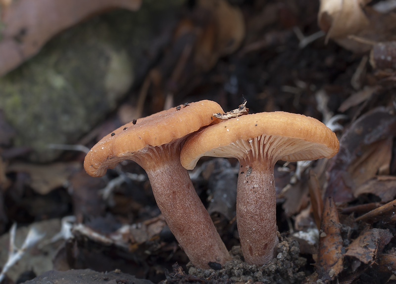 Lactarius rostratus